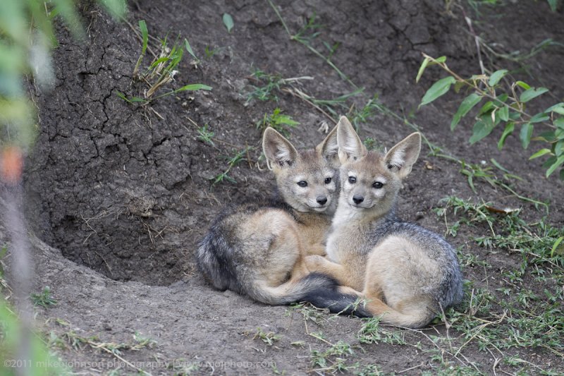 114-Jackal Cubs.jpg