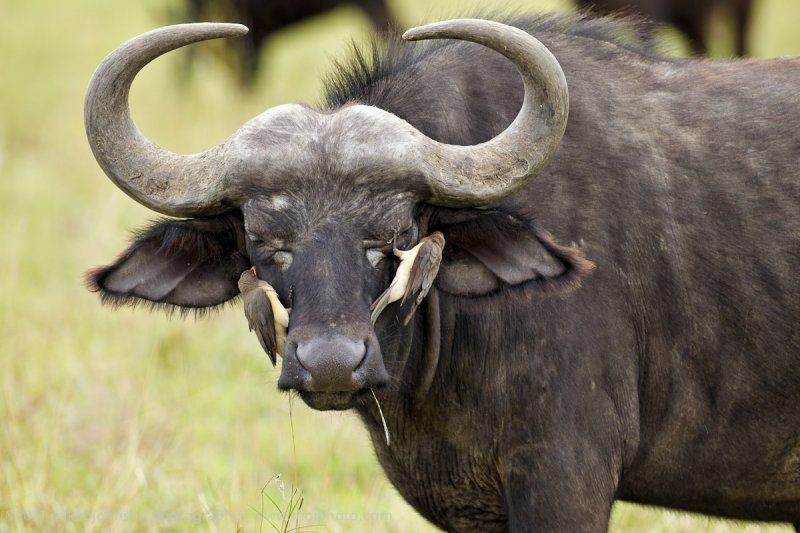 116-Oxpeckers on Buffalo.jpg