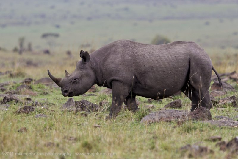 118-Black Rhino.jpg
