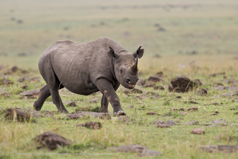 119-Black Rhino.jpg