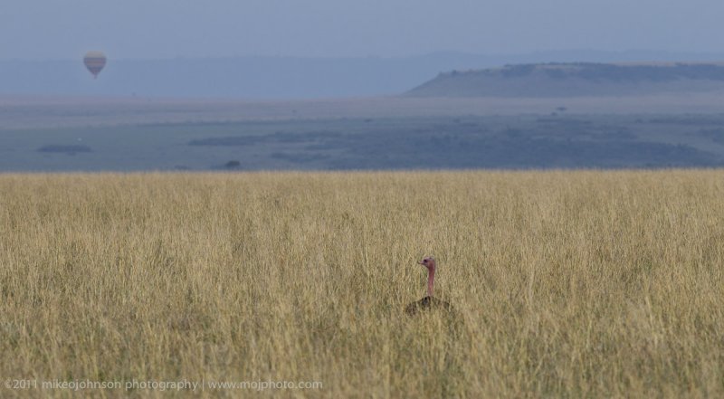 123-Ostrich in the Grass.jpg