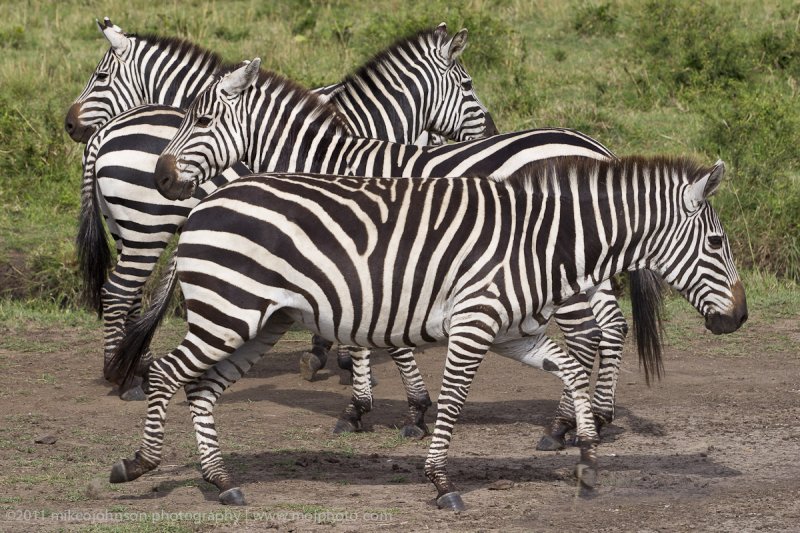 128-Zebra Pattern.jpg