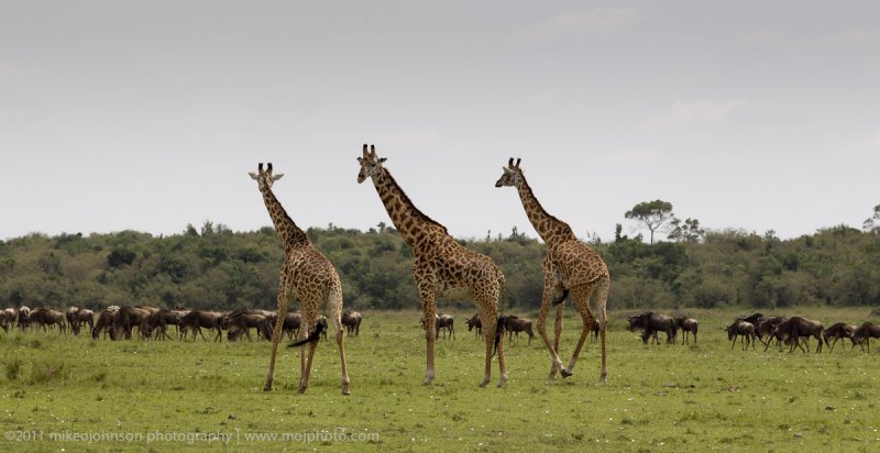 130-Giraffe.jpg