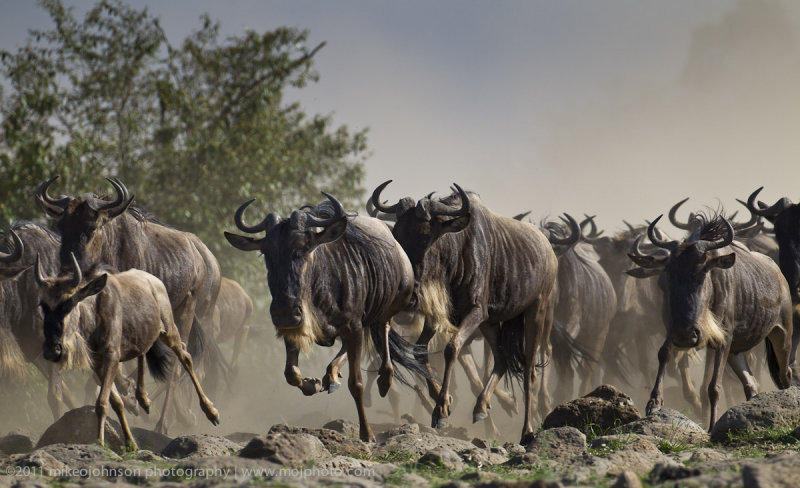 150-Wildebeest Stampede.jpg