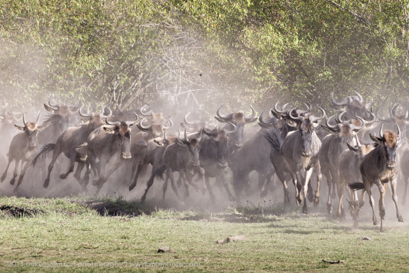 151-Wildebeest Stampede.jpg