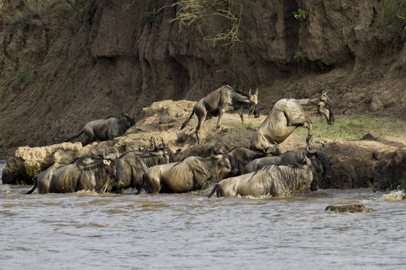 152-Wildebeest Make it Across.jpg