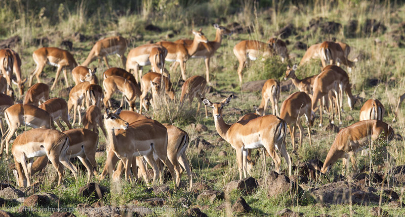153-Impala.jpg