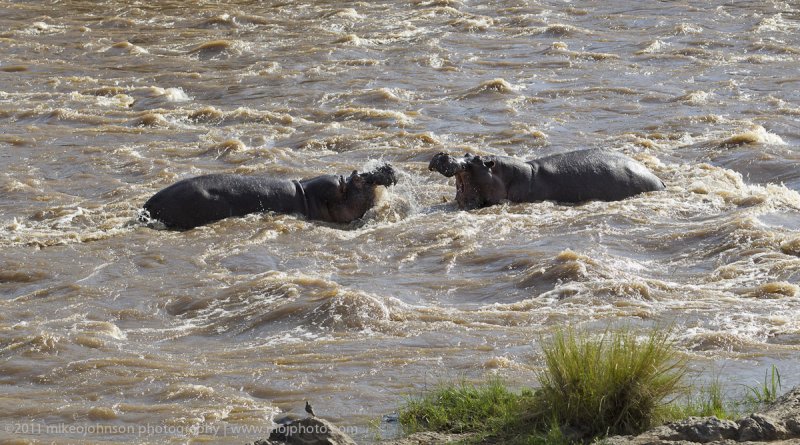169-Hippo Dispute.jpg