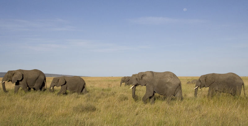 Elephants under the moon