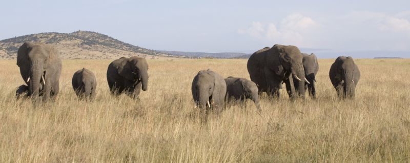 Elephants coming at me