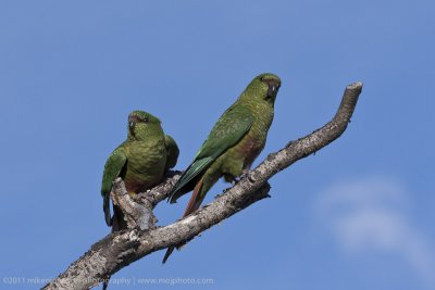 134-South American Parakeets.jpg