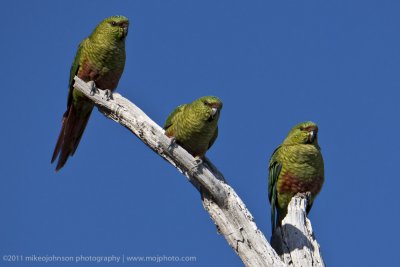 135-South American Parakeets.jpg