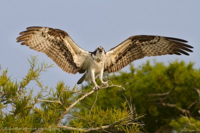 Osprey on Blue Cypress Lake