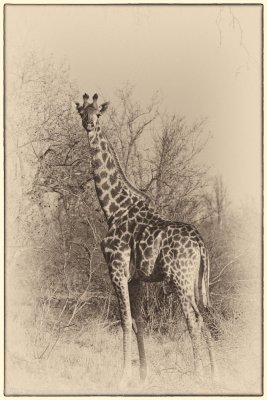 001-Giraffe Looking at Me