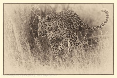 002-Leopard Stalking