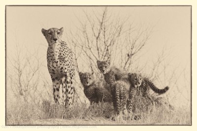 008-Cheetah Family