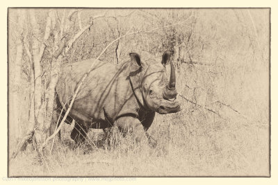 009-White Rhino