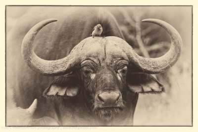 010-Cape Buffalo with Oxpecker