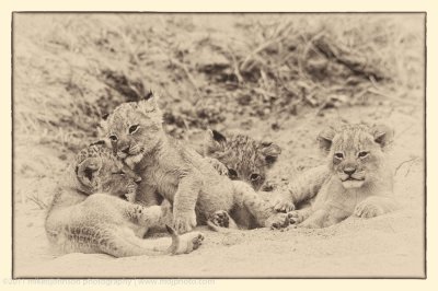 011-Lion Cubs