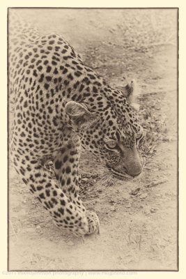 012-Leopard Up Close