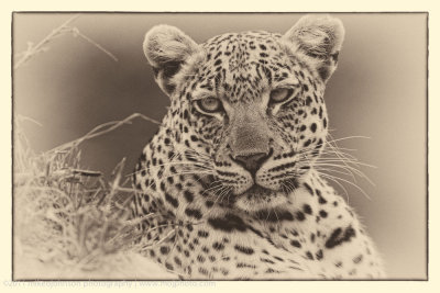 013-Leopard Portrait