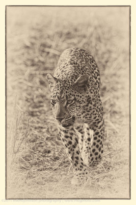 017-Leopard Walking