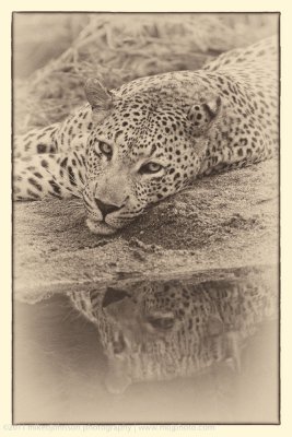 018-Leopard by River
