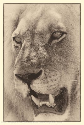 021-Lion Portrait