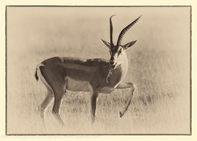 024-Gazelle profile