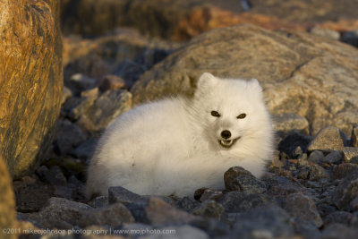 004-Arctic Fox.jpg