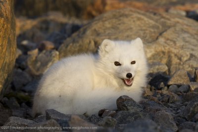 005-Arctic Fox.jpg