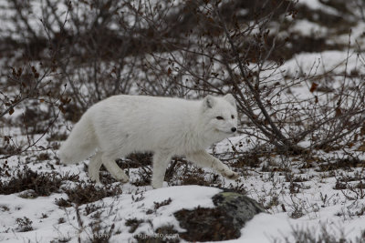 007-Arctic Fox.jpg