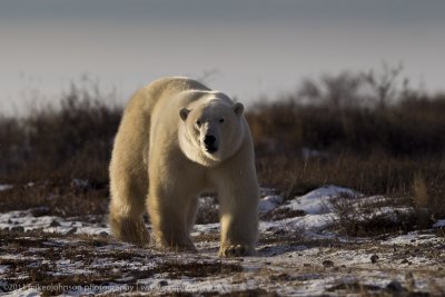 012-Polar Bear in Sweet Light.jpg
