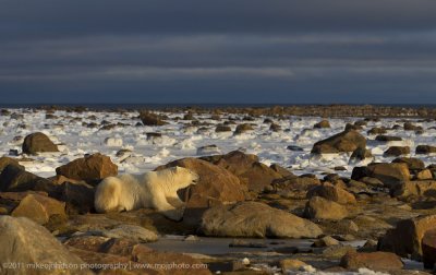 016-Polar Bear in the Landscape.jpg