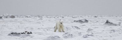 021-Polar Bear on the Ice.jpg