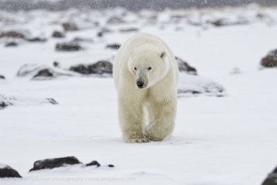 022-Polar Bear Headed my Way.jpg