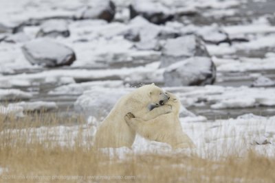 024-Polar Bears Sparring.jpg