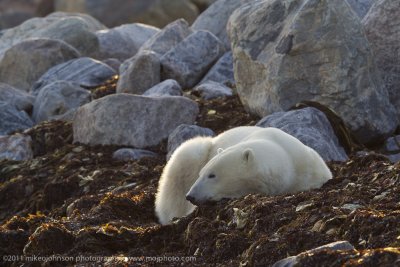 002-Resting in the Kelp.jpg