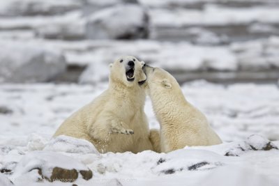 027-Polar Bears Sparring.jpg