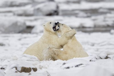 028-Polar Bears Sparring.jpg