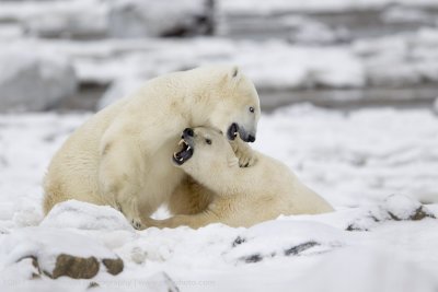 029-Polar Bears Sparring.jpg