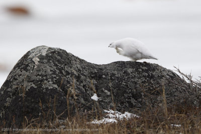 009-Ptarmigan Scratching.jpg