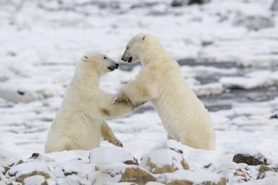 033-Polar Bears Sparring.jpg