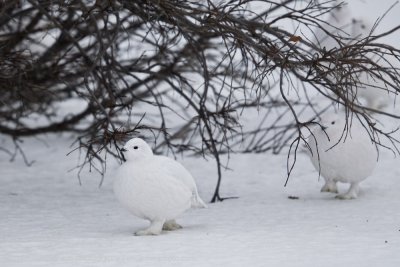 010-Ptarmigan Strut.jpg