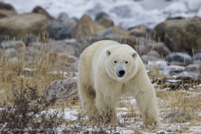011-Polar Bear at Eye Level.jpg