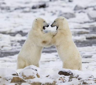 035-Polar Bears Sparring.jpg