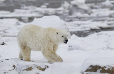 036-Polar Bear Walking.jpg