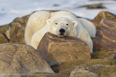 014-Pooped Polar Bear.jpg