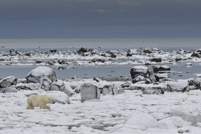 038-Polar Bear in the Landscape.jpg