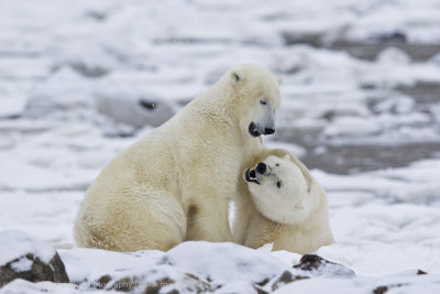 040-Polar Bear in the Landscape.jpg